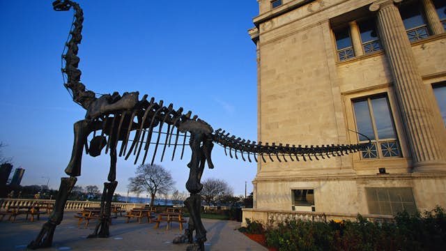 Model of Dinosaur Skeleton