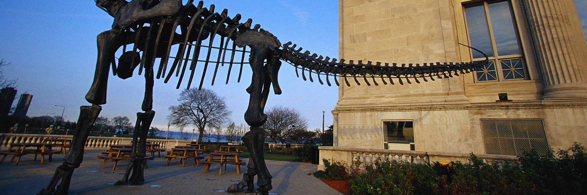 Model of Dinosaur Skeleton