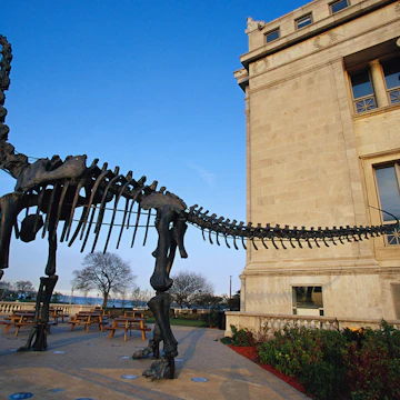 Model of Dinosaur Skeleton