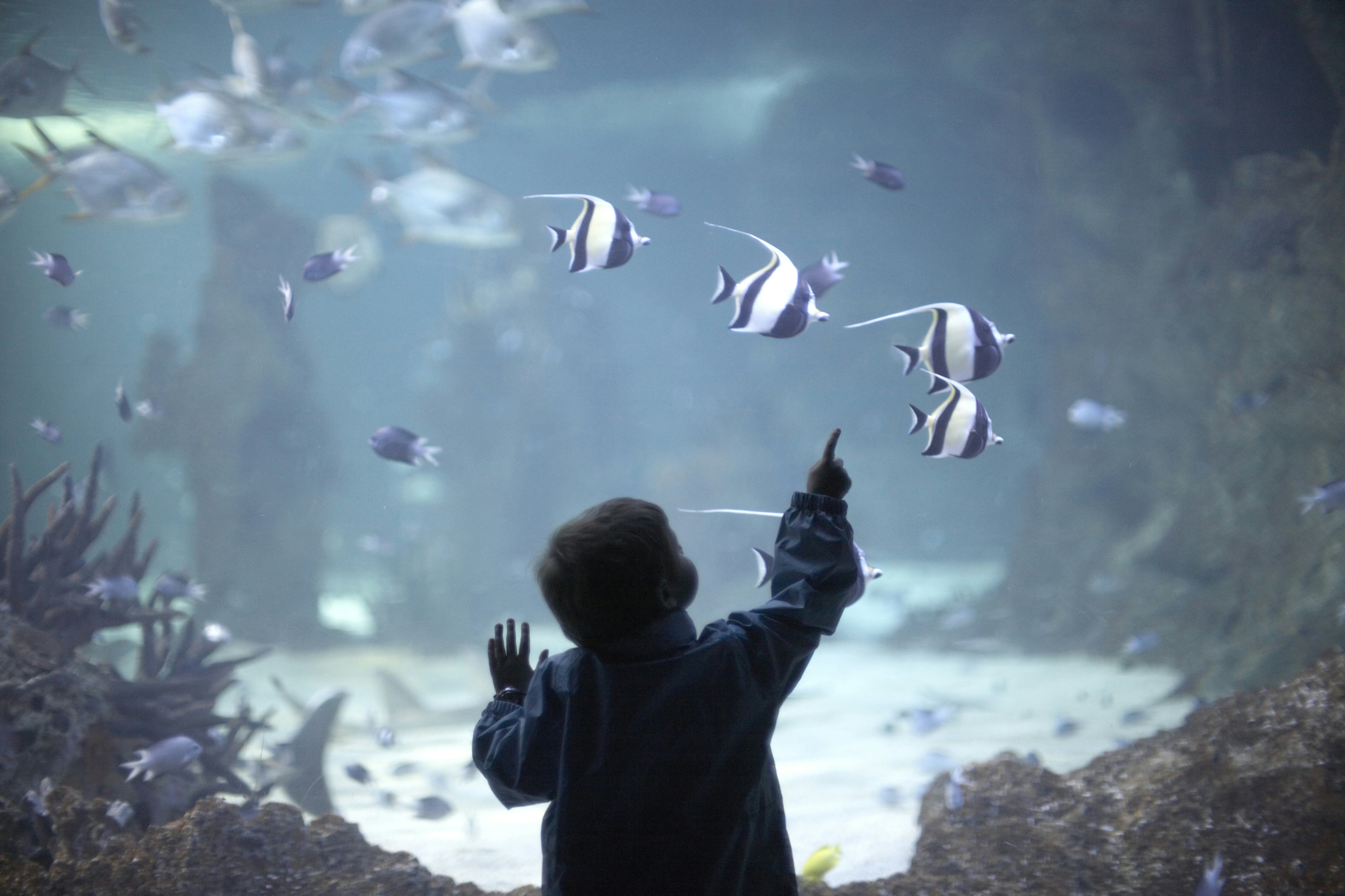 Young boy looking at sharks and bannerfish in tank at in Sydney Aquarium, Darling Harbour, New South Wales (NSW), Australia. CJWH