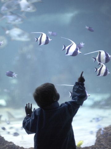 Young boy looking at sharks and bannerfish in tank at in Sydney Aquarium, Darling Harbour, New South Wales (NSW), Australia. CJWH