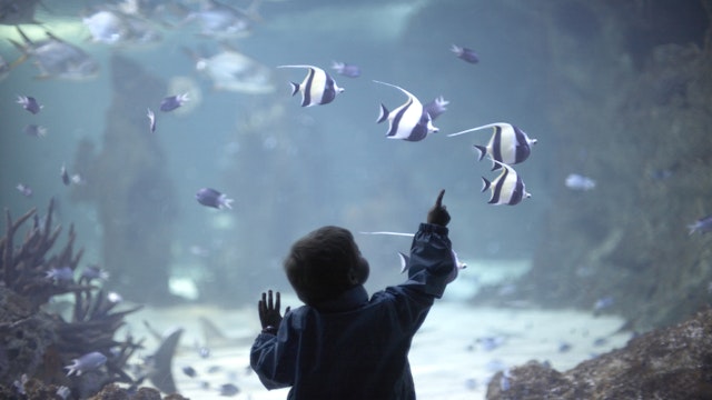 Young boy looking at sharks and bannerfish in tank at in Sydney Aquarium, Darling Harbour, New South Wales (NSW), Australia. CJWH