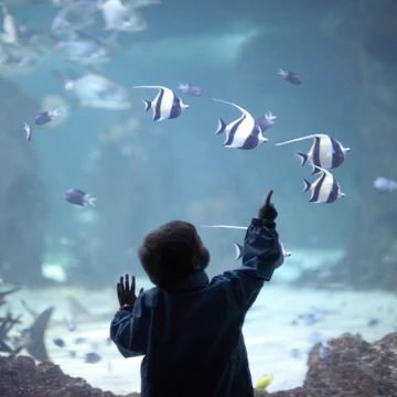 Young boy looking at sharks and bannerfish in tank at in Sydney Aquarium, Darling Harbour, New South Wales (NSW), Australia. CJWH