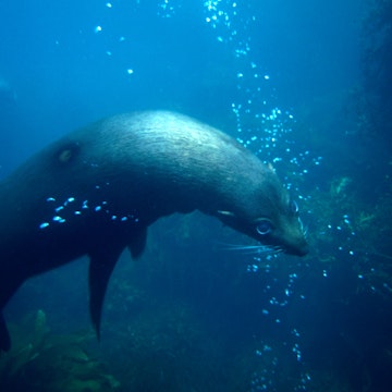 Fur seal swimming underwater.