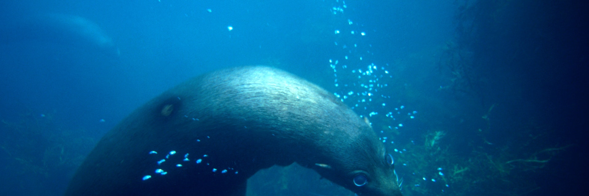 Fur seal swimming underwater.