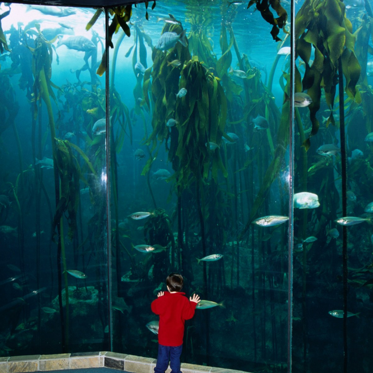 Two Oceans Aquarium.