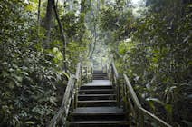 Bukit Timah Nature Reserve Singapore Attractions - Lonely Planet