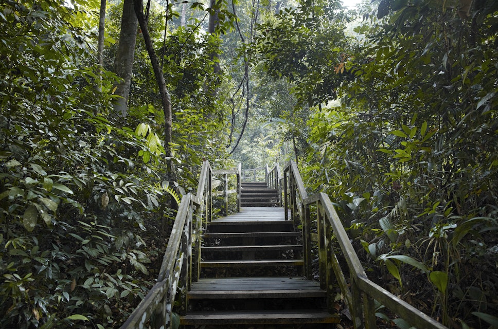 Wooden staircase in jungle scenery