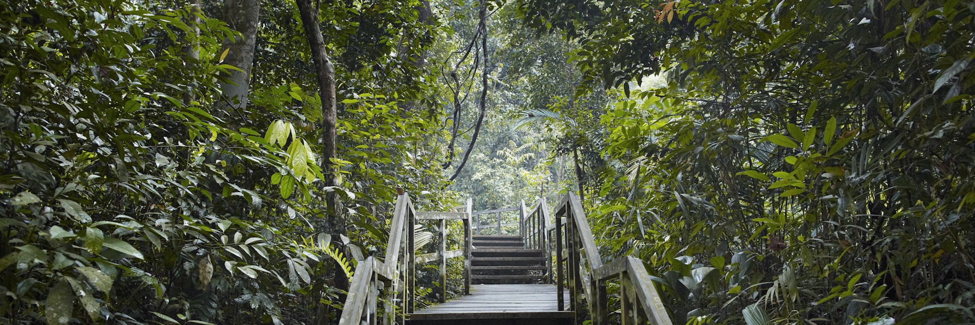 Wooden staircase in jungle scenery