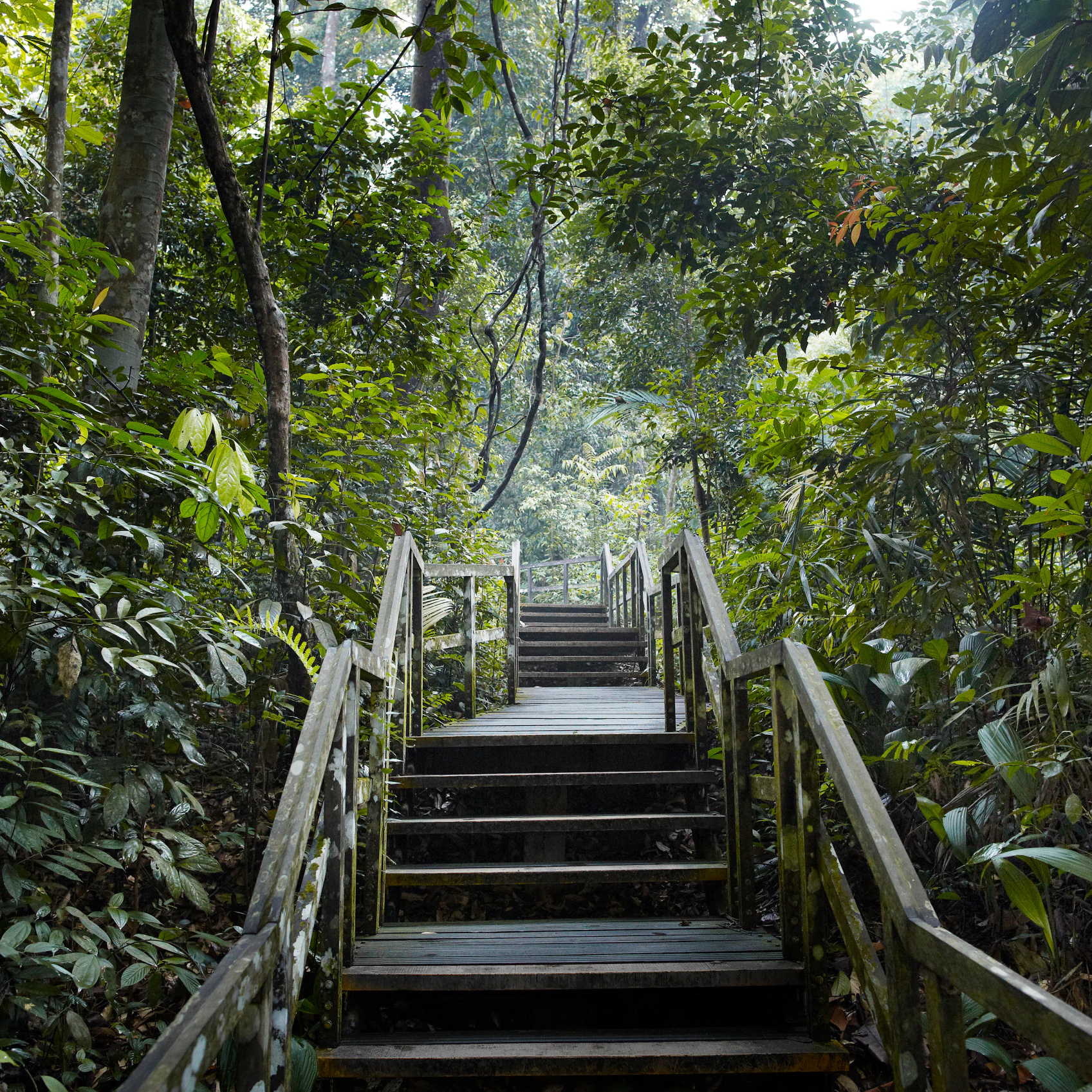 Wooden staircase in jungle scenery