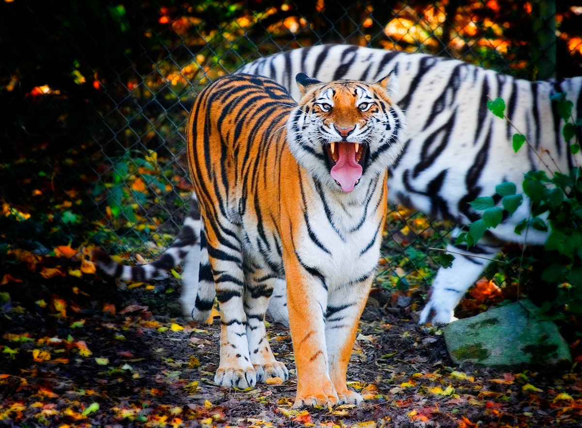 500px Photo ID: 108852911 - Bengal Tiger