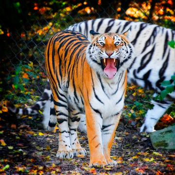 500px Photo ID: 108852911 - Bengal Tiger