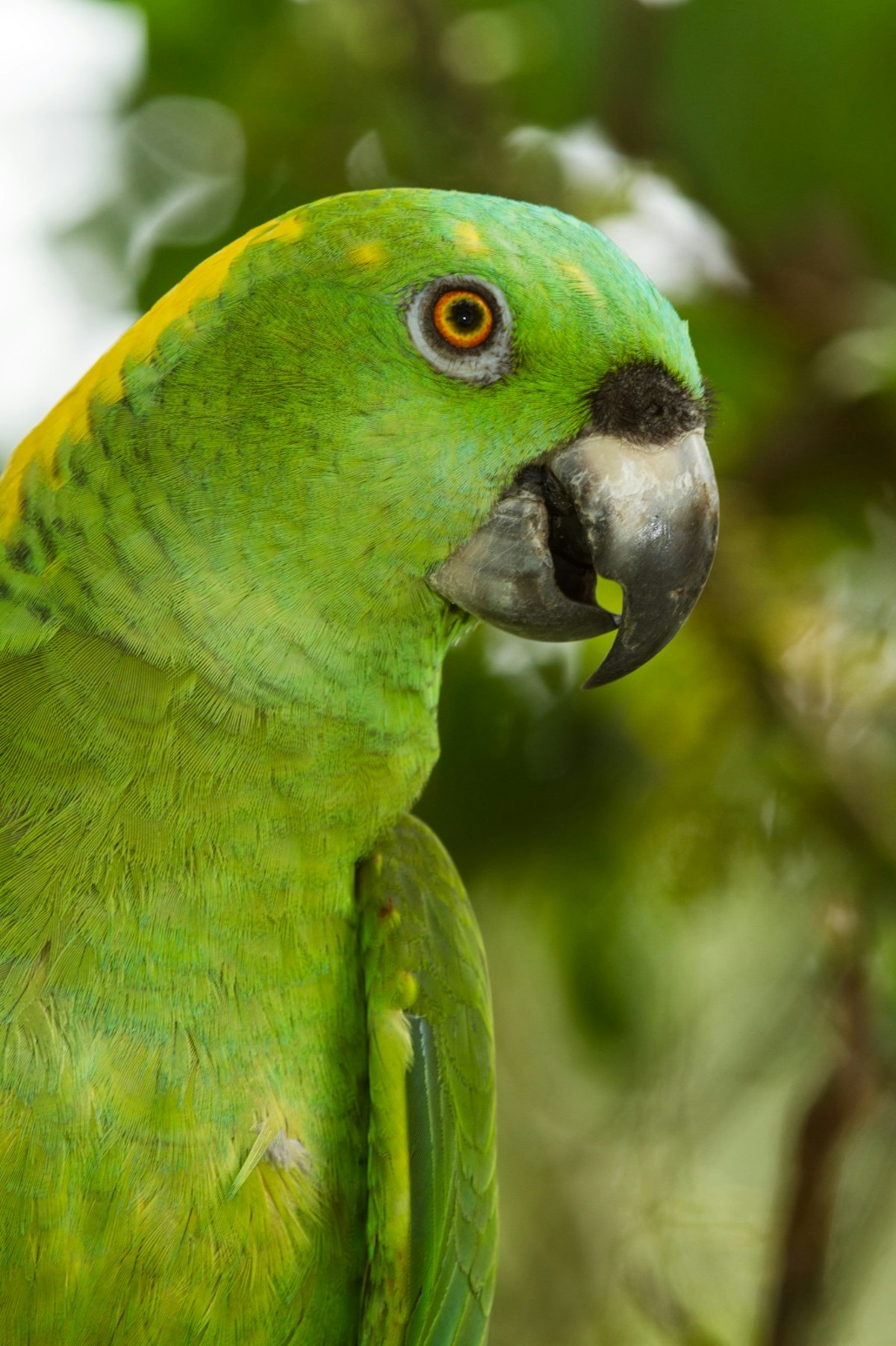 The Yellow-naped Amazon or Yellow-naped Parrot, Amazona auropalliata, ranges from southern Mexico to northern Costa Rica. (Photo by: Jon G. Fuller/VW Pics/UIG via Getty Images)