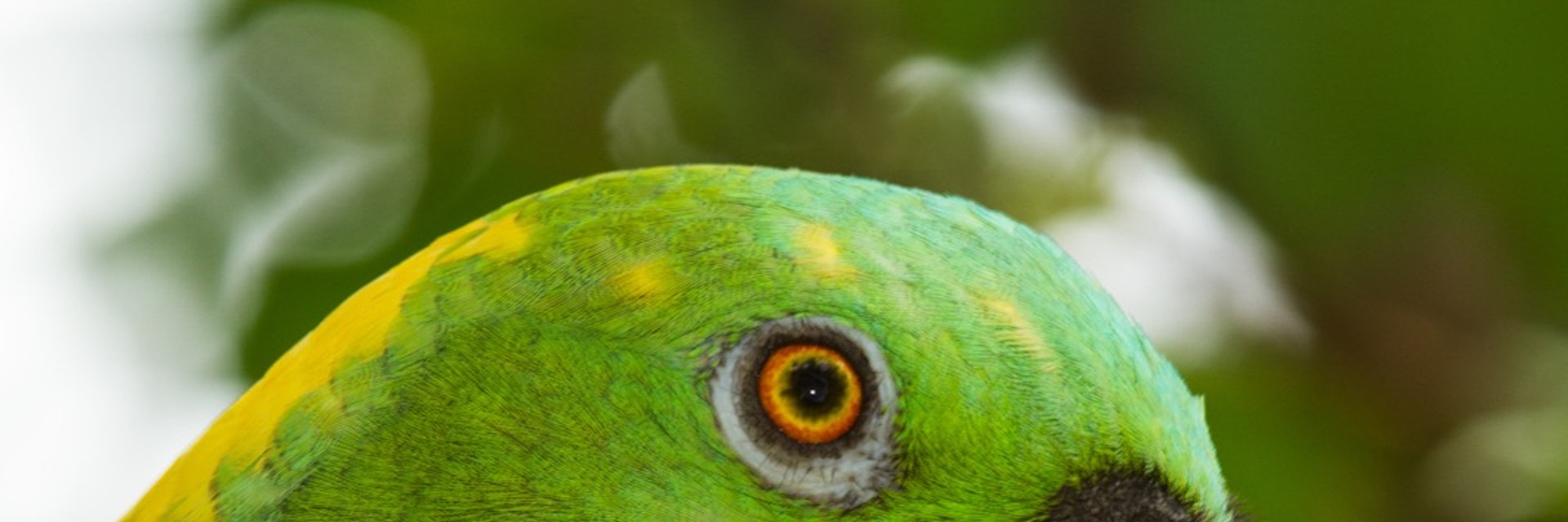 The Yellow-naped Amazon or Yellow-naped Parrot, Amazona auropalliata, ranges from southern Mexico to northern Costa Rica. (Photo by: Jon G. Fuller/VW Pics/UIG via Getty Images)