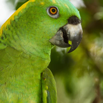 The Yellow-naped Amazon or Yellow-naped Parrot, Amazona auropalliata, ranges from southern Mexico to northern Costa Rica. (Photo by: Jon G. Fuller/VW Pics/UIG via Getty Images)