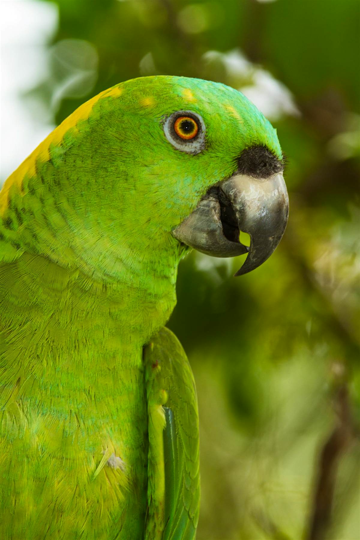 Echo Parrot Sanctuary | Bonaire Attractions - Lonely Planet