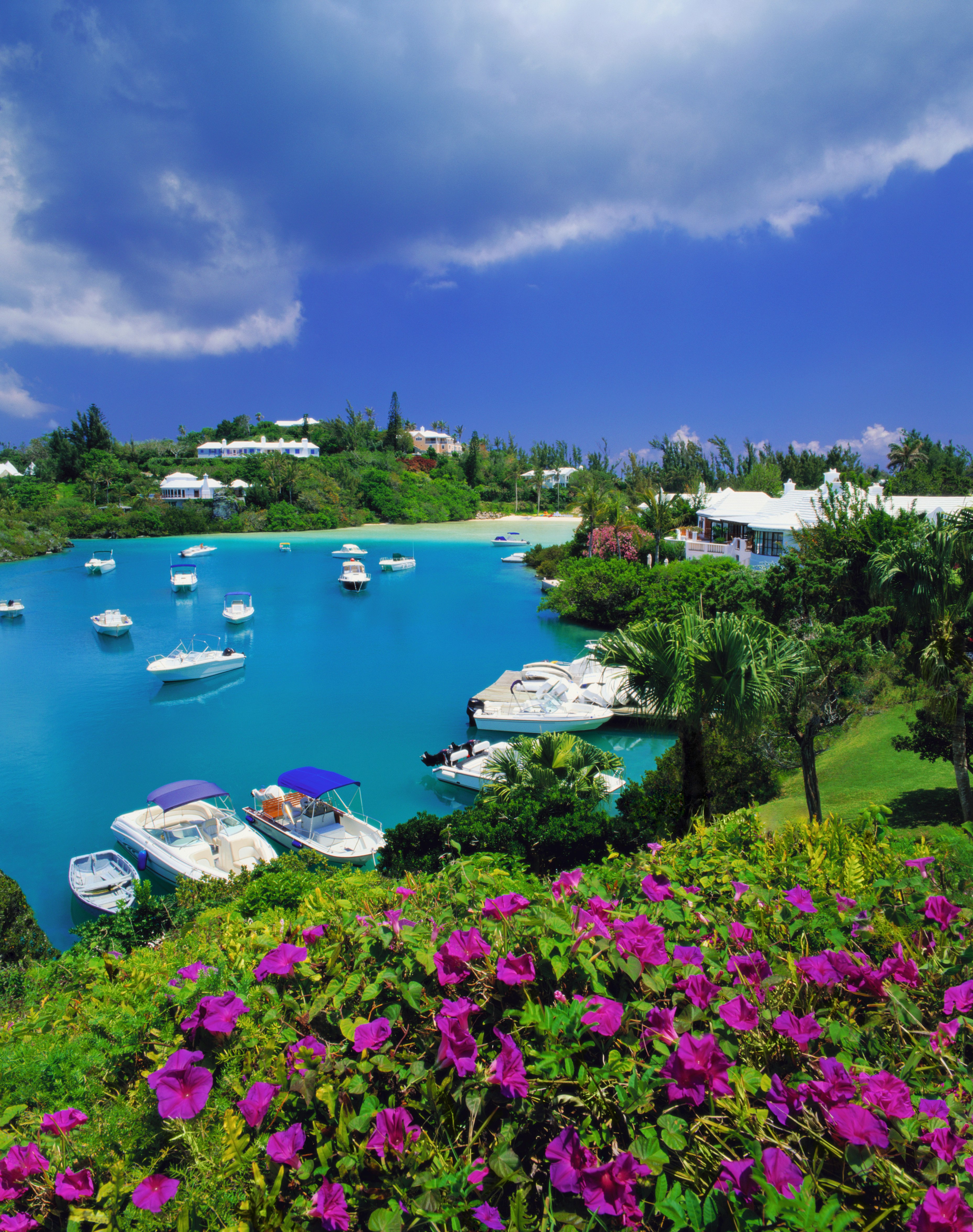 Bermuda, Tucker's Town, flowers above Tucker's Town Bay, elevated view