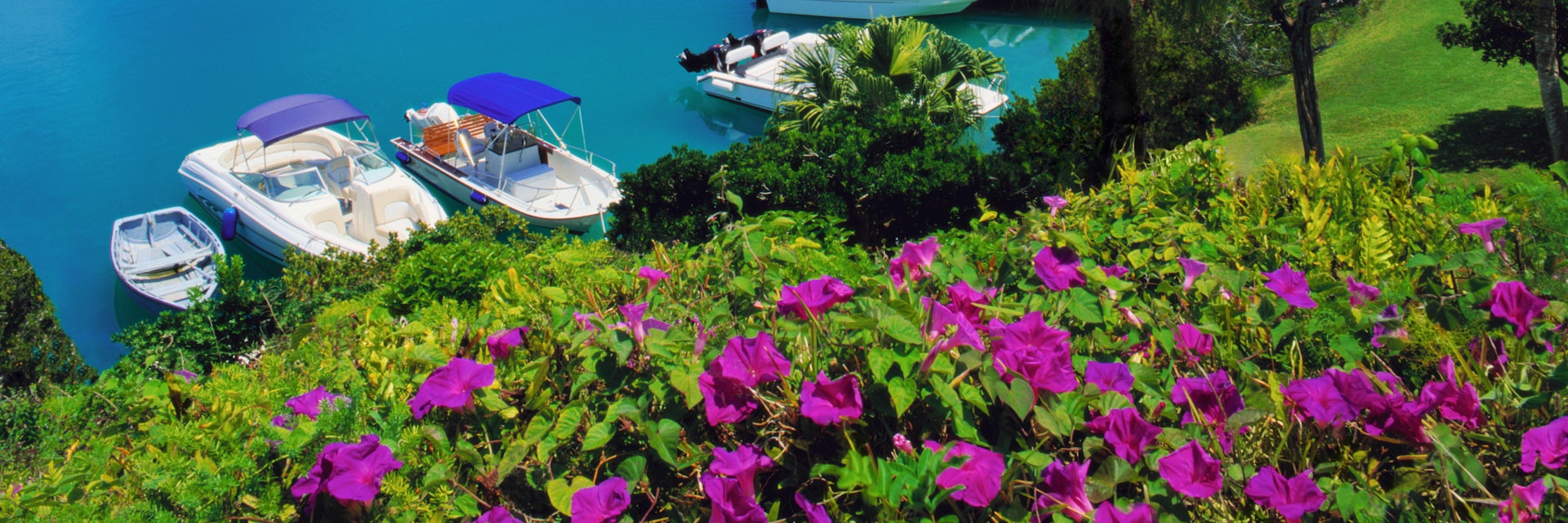 Bermuda, Tucker's Town, flowers above Tucker's Town Bay, elevated view