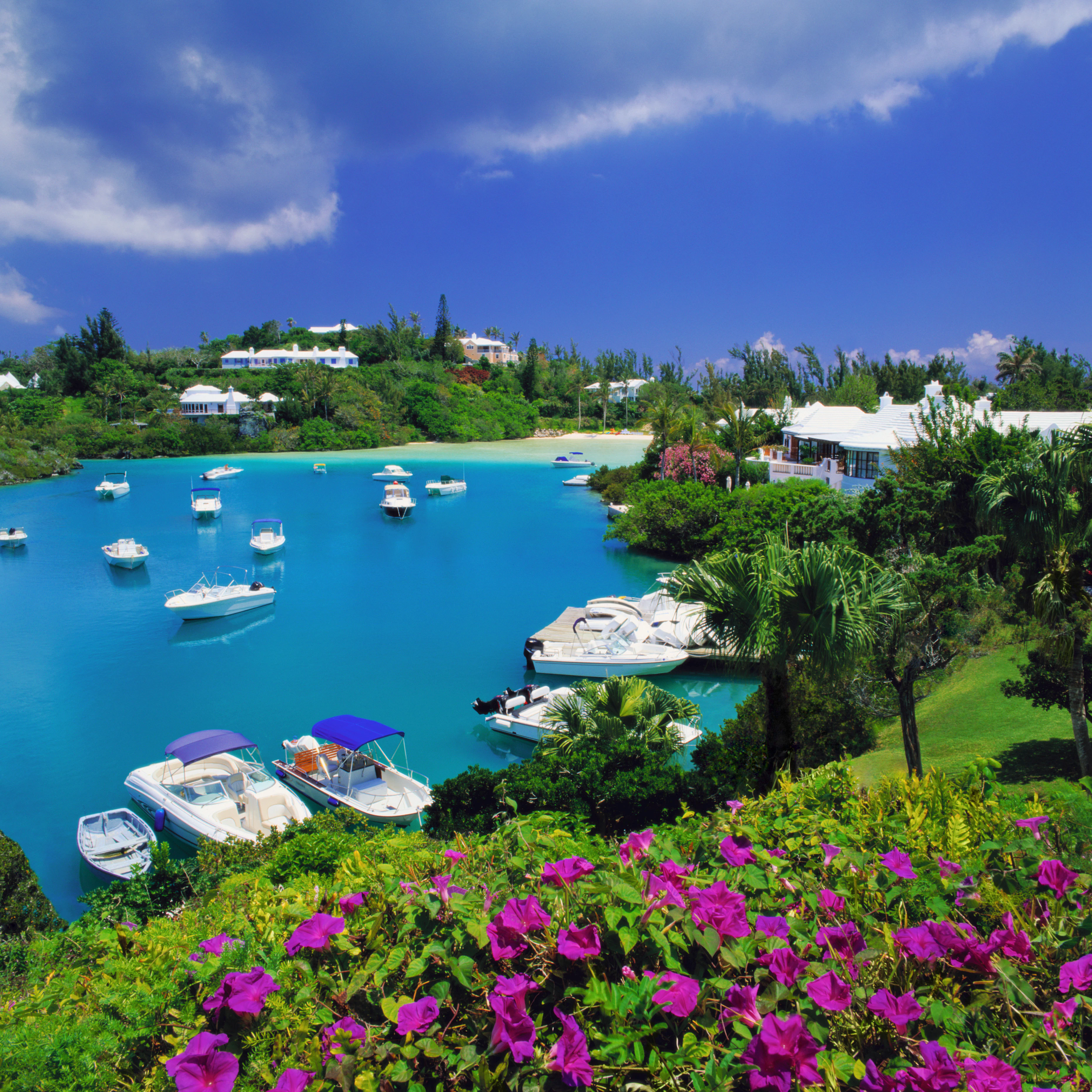 Bermuda, Tucker's Town, flowers above Tucker's Town Bay, elevated view