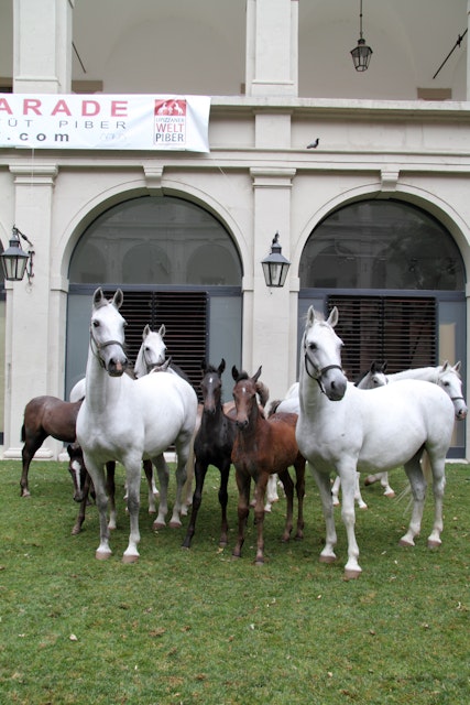 Lipizzaner horses at the Spanish Riding School, Hofburg.