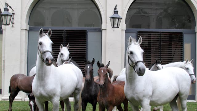 Lipizzaner horses at the Spanish Riding School, Hofburg.