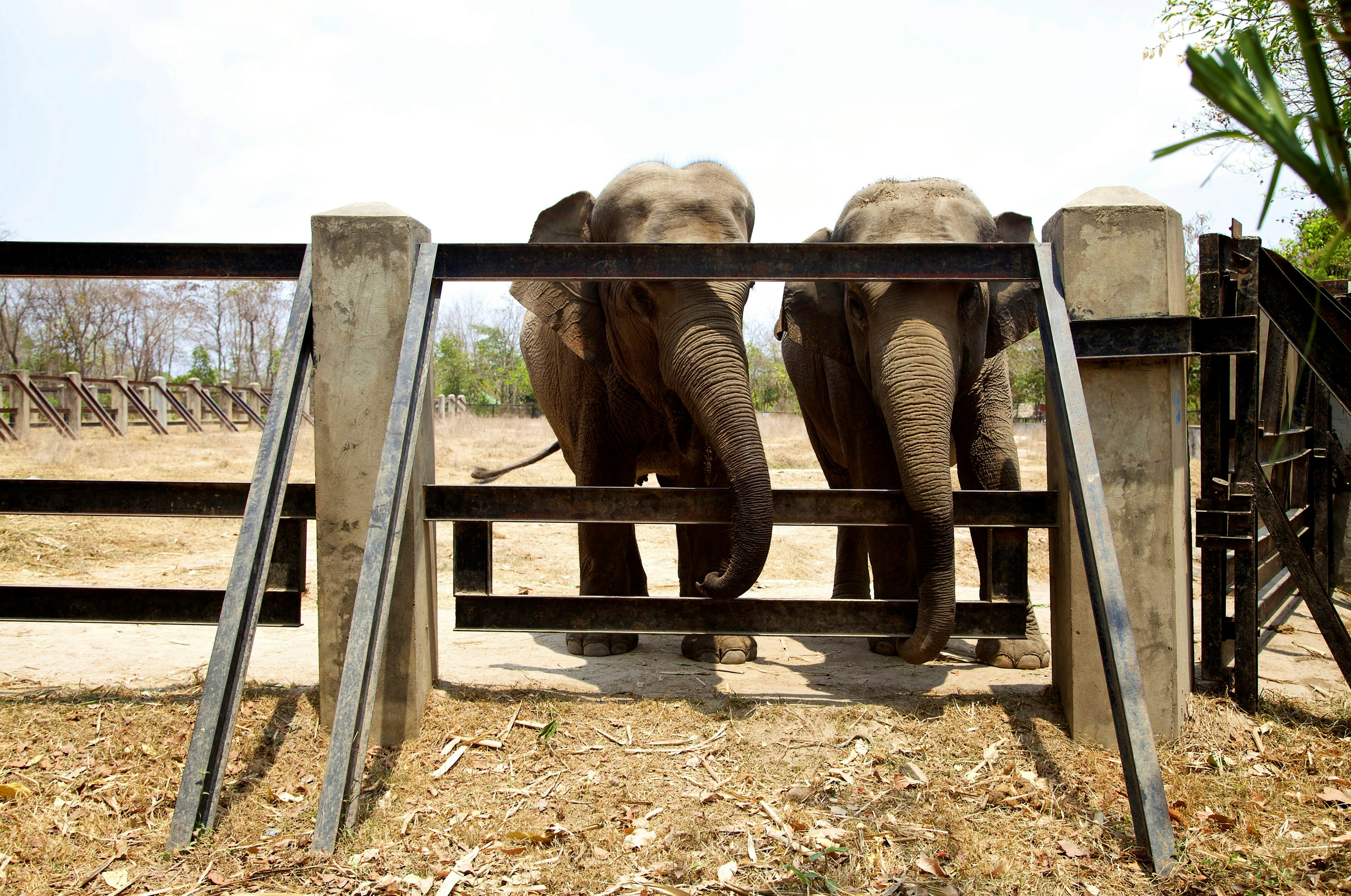 Wildlife Alliance Behind the Scenes Tour at Phnom Tamao by Marka / UIG via Getty Images