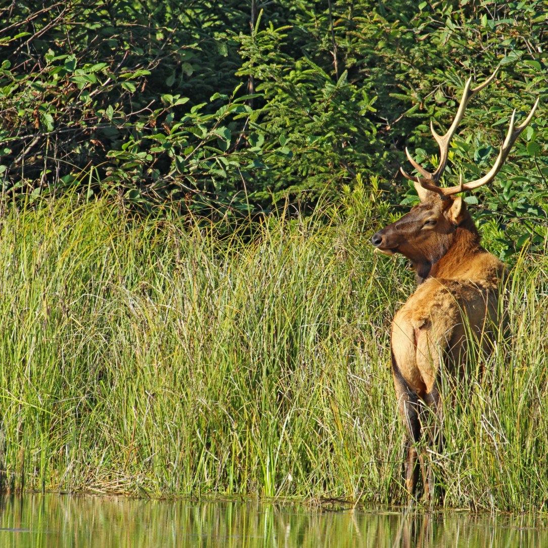 Male or bull Roosevelt elk (Cervus canadensis roosevelti) browsing on grasses near Fern Canyon in Prairie Creek Redwoods State Park, California