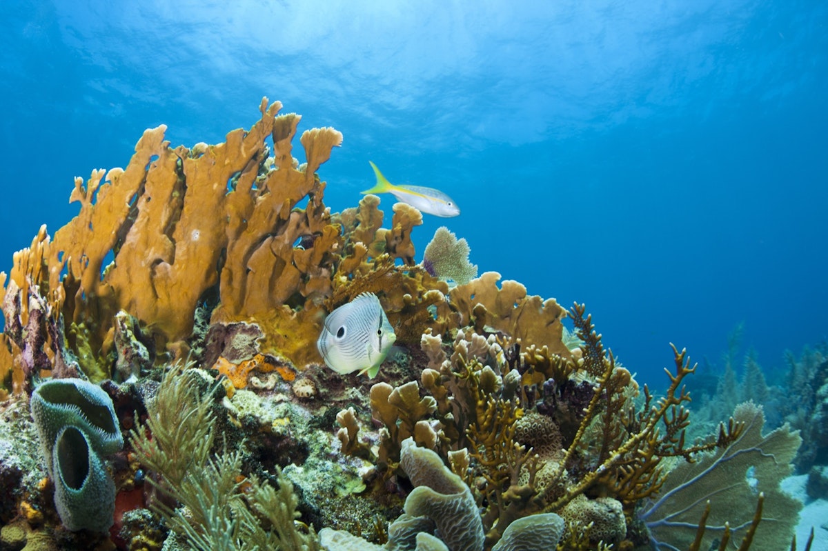 Coral reefs off the coast of Roatan,Honduras; Shutterstock ID 63362152; Your name (First / Last): William Broich; GL account no.: 65050; Netsuite department name: Online Editorial ; Full Product or Project name including edition: Honduras