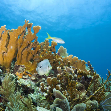 Coral reefs off the coast of Roatan,Honduras; Shutterstock ID 63362152; Your name (First / Last): William Broich; GL account no.: 65050; Netsuite department name: Online Editorial ; Full Product or Project name including edition: Honduras