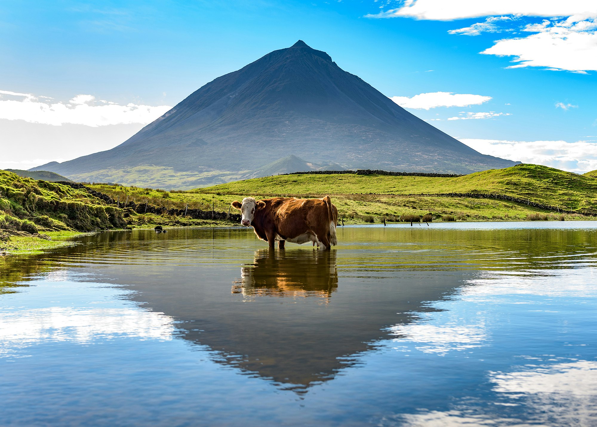 Mount Pico and a cow standing in water, reflected in a nearby lake; Shutterstock ID 378069745; Your name (First / Last): James Kay; GL account no.: 65050; Netsuite department name: Online Editorial; Full Product or Project name including edition: Azores destination page highlights