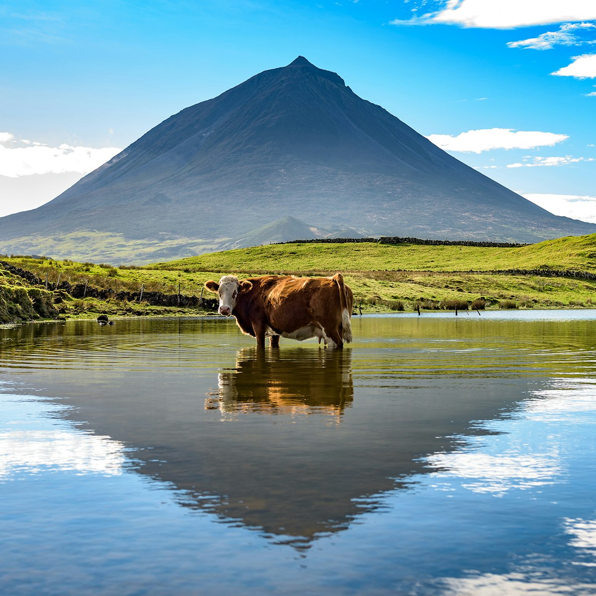 Mount Pico and a cow standing in water, reflected in a nearby lake; Shutterstock ID 378069745; Your name (First / Last): James Kay; GL account no.: 65050; Netsuite department name: Online Editorial; Full Product or Project name including edition: Azores destination page highlights