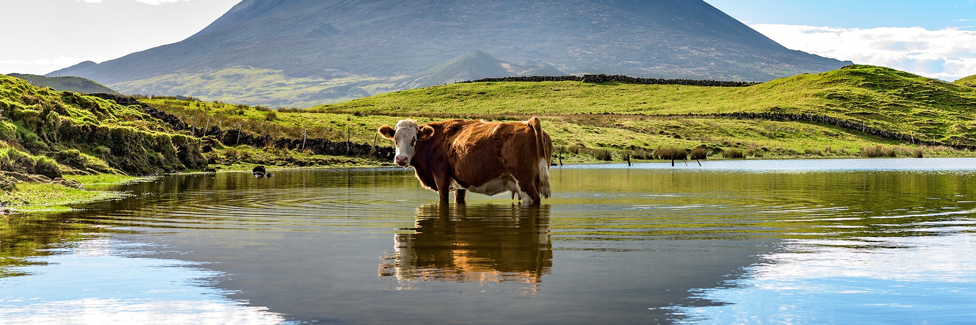 Mount Pico and a cow standing in water, reflected in a nearby lake; Shutterstock ID 378069745; Your name (First / Last): James Kay; GL account no.: 65050; Netsuite department name: Online Editorial; Full Product or Project name including edition: Azores destination page highlights