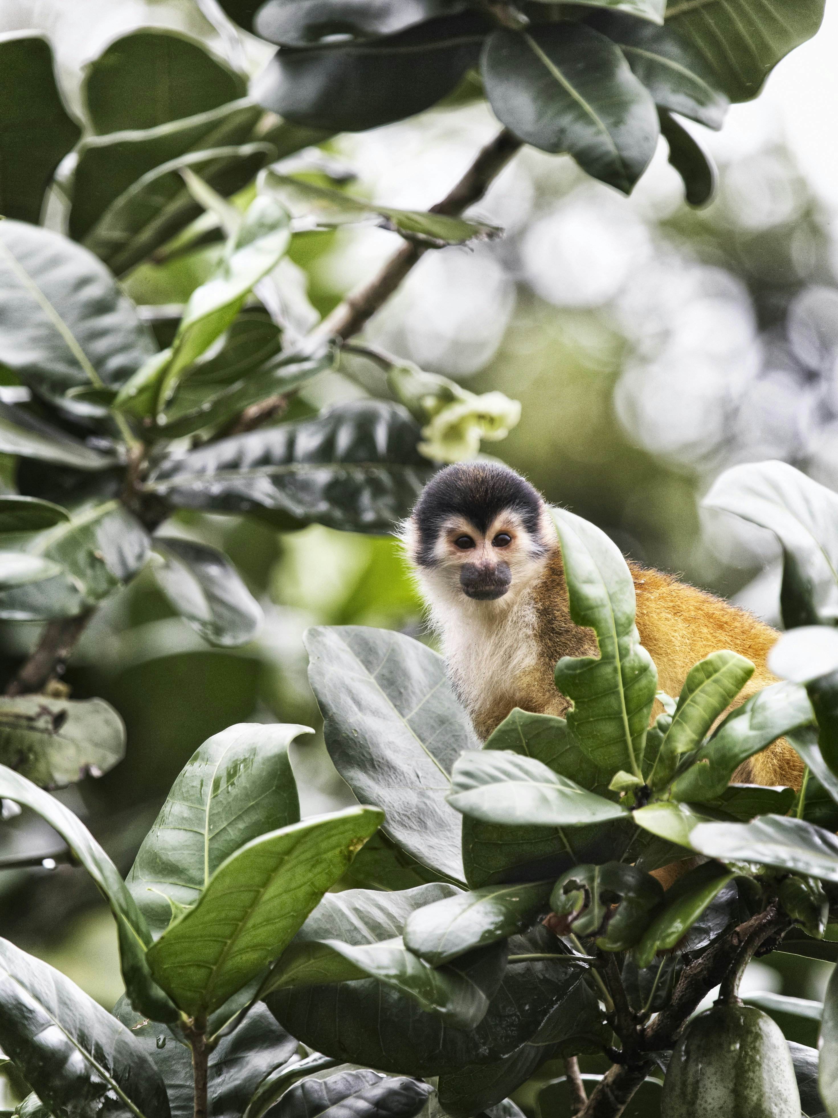 Squirrel monkey sitting in tree.