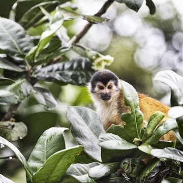 Squirrel monkey sitting in tree.