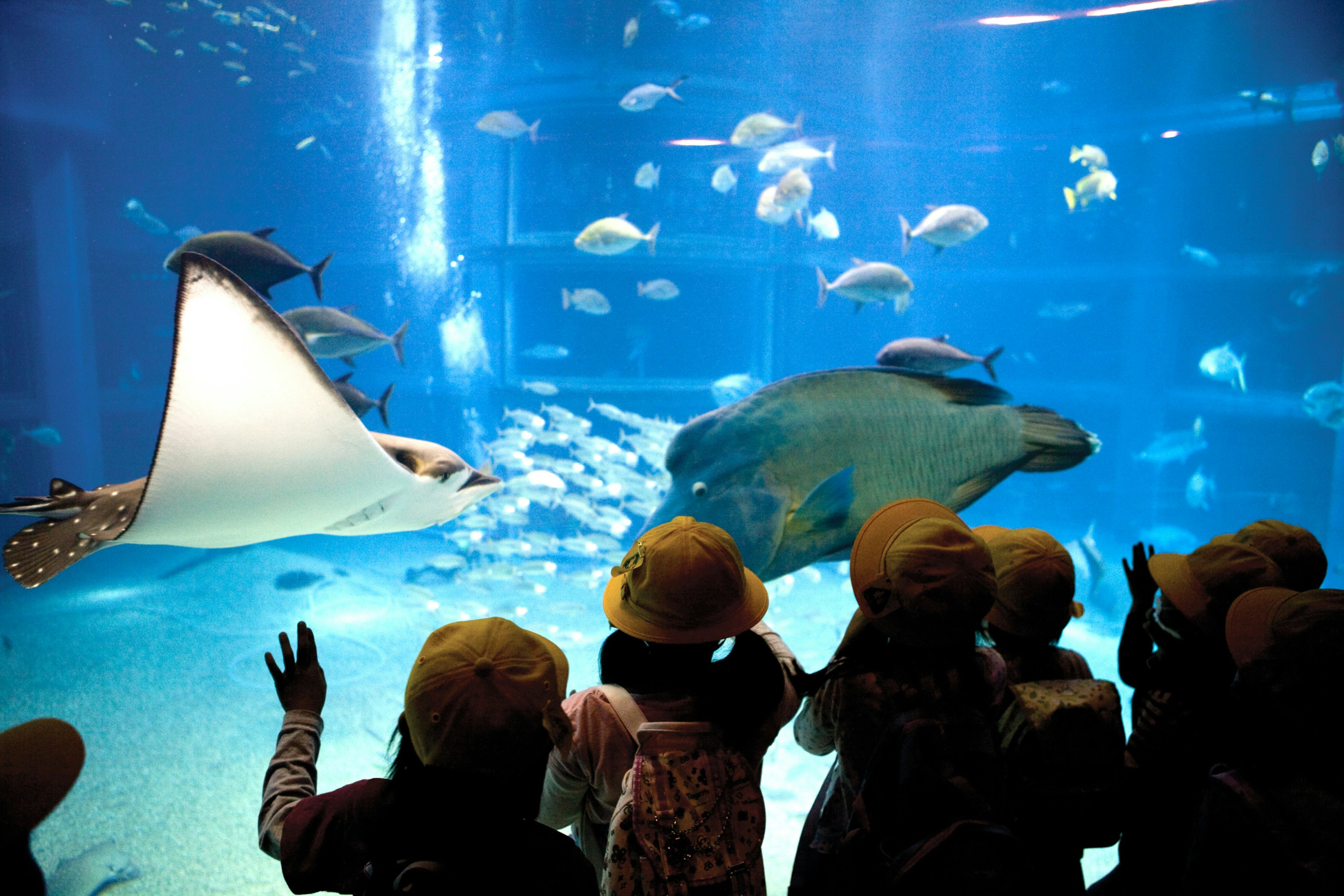 Excited school children gazing at sting rays at Osaka Aquarium.