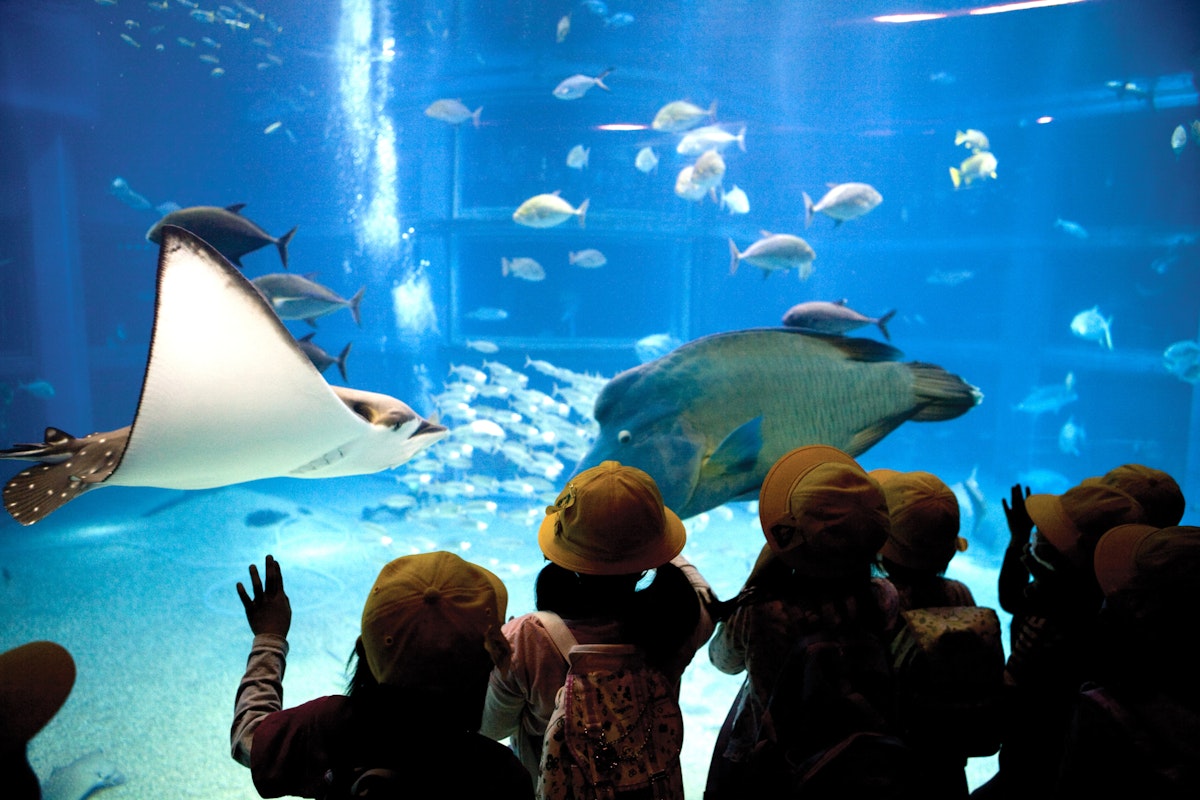 Excited school children gazing at sting rays at Osaka Aquarium.
