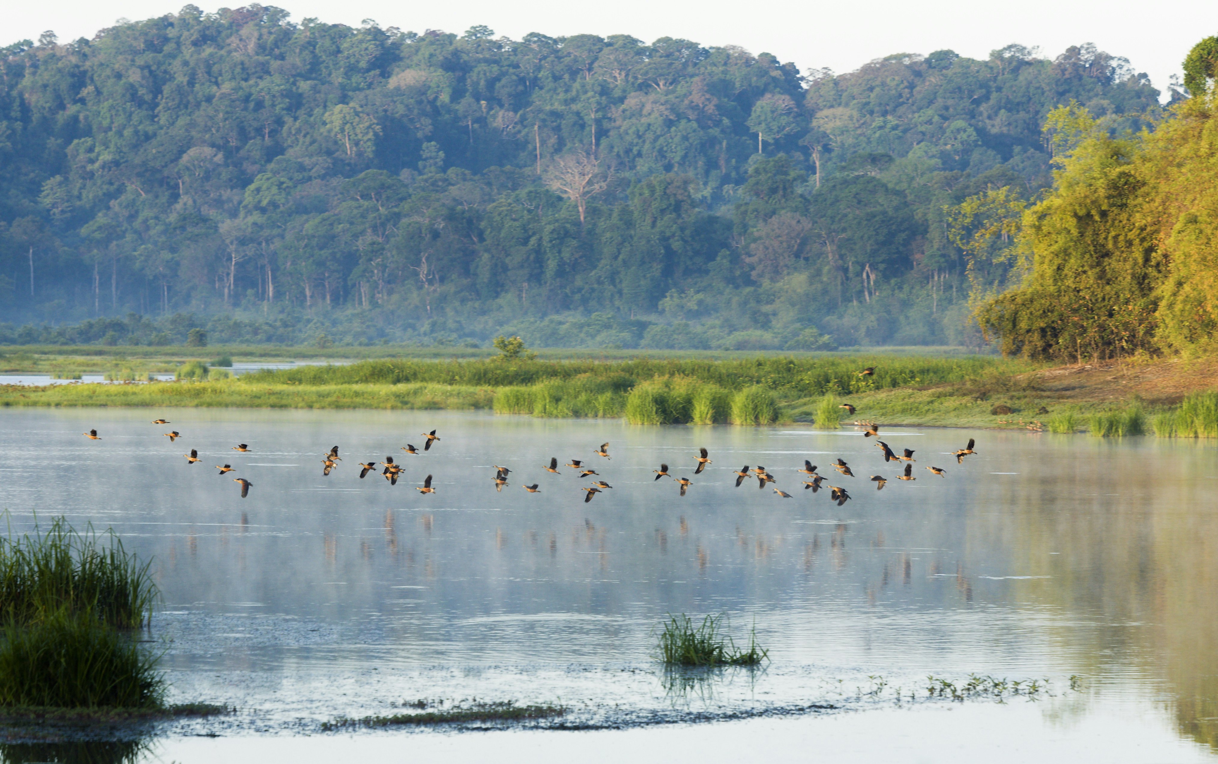 Flock of Whistling Ducks over Crocodile Swamp.