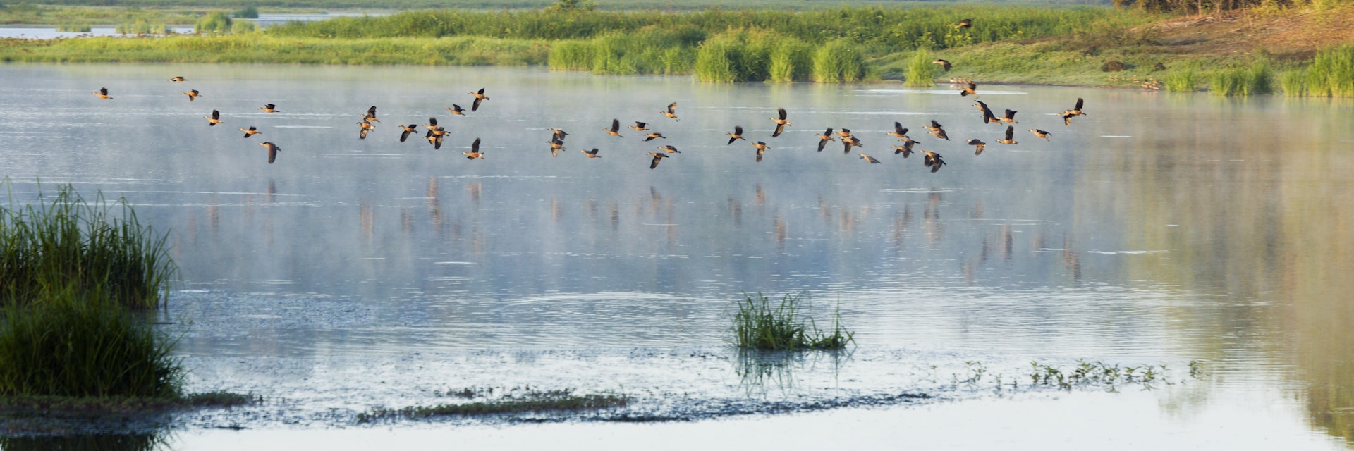 Flock of Whistling Ducks over Crocodile Swamp.