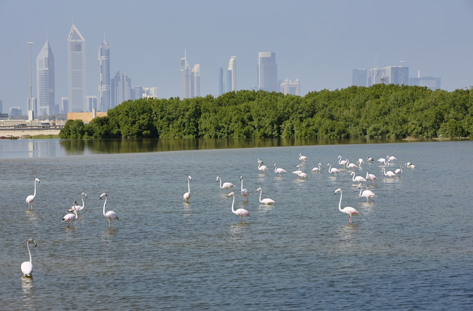 Greater flamingo's (Phoenicopterus rosens) with in the background the skyline of Dubai, United Arab Emirates; Shutterstock ID 526380268; Your name (First / Last): Lauren Keith; GL account no.: 65050; Netsuite department name: Online Editorial; Full Product or Project name including edition: Authentic Dubai Article
