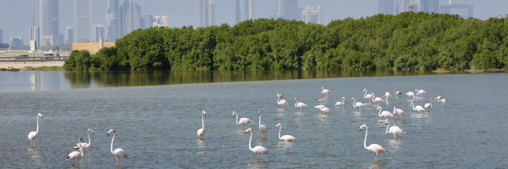 Greater flamingo's (Phoenicopterus rosens) with in the background the skyline of Dubai, United Arab Emirates; Shutterstock ID 526380268; Your name (First / Last): Lauren Keith; GL account no.: 65050; Netsuite department name: Online Editorial; Full Product or Project name including edition: Authentic Dubai Article