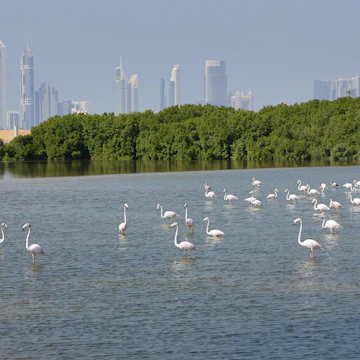 Greater flamingo's (Phoenicopterus rosens) with in the background the skyline of Dubai, United Arab Emirates; Shutterstock ID 526380268; Your name (First / Last): Lauren Keith; GL account no.: 65050; Netsuite department name: Online Editorial; Full Product or Project name including edition: Authentic Dubai Article