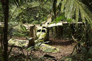 Plane wreck in the jungle.