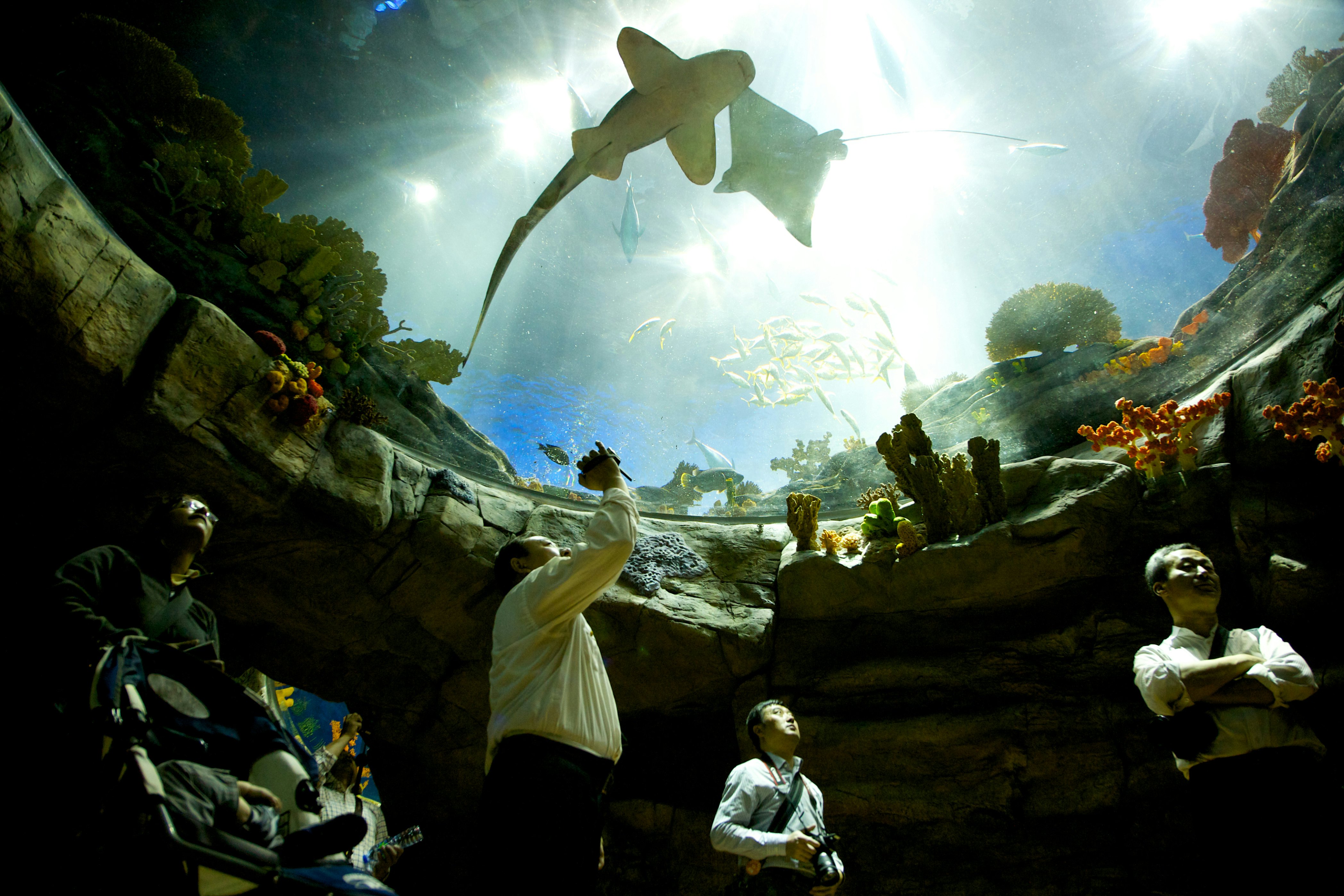 Visitors can see a wide range of ocean animals at Ocean Park's aquarium.