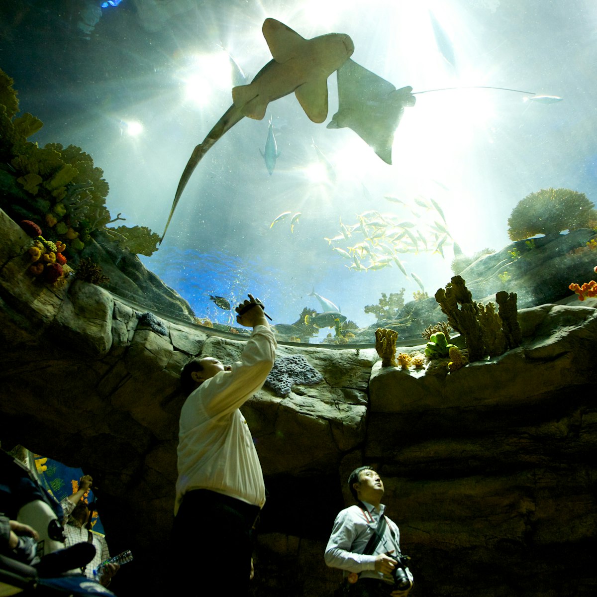 Visitors can see a wide range of ocean animals at Ocean Park's aquarium.