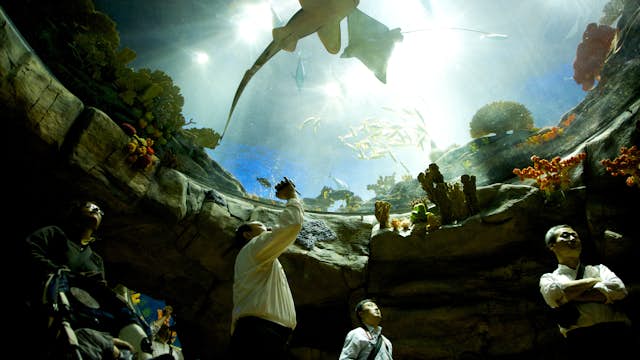 Visitors can see a wide range of ocean animals at Ocean Park's aquarium.