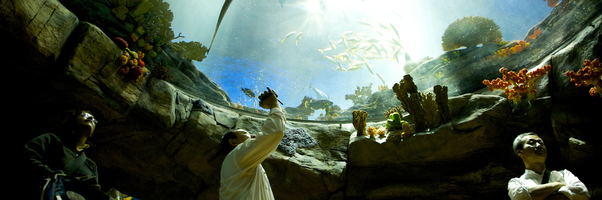 Visitors can see a wide range of ocean animals at Ocean Park's aquarium.
