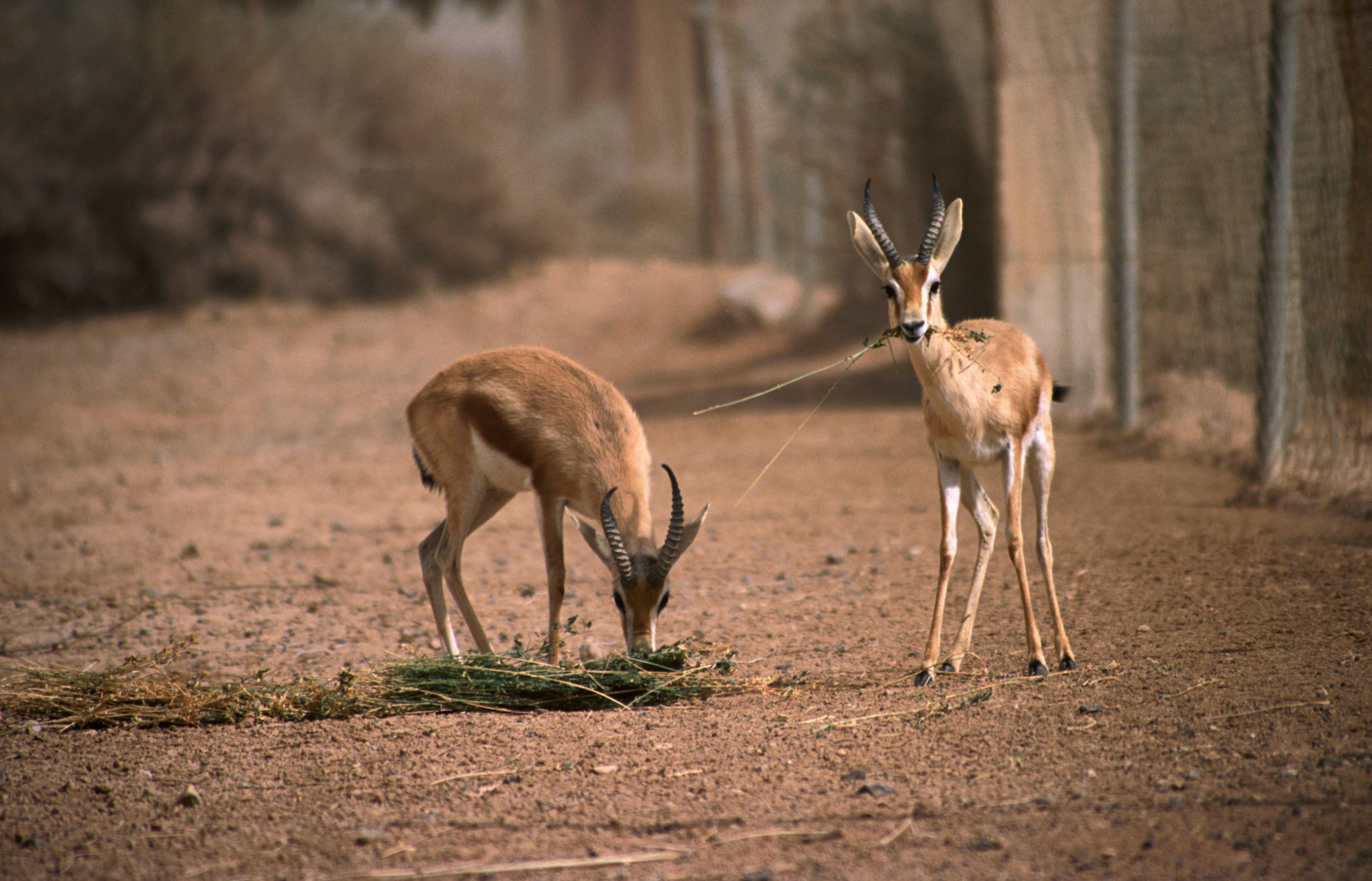 Azraq, 'Amman, Jordan, Middle East