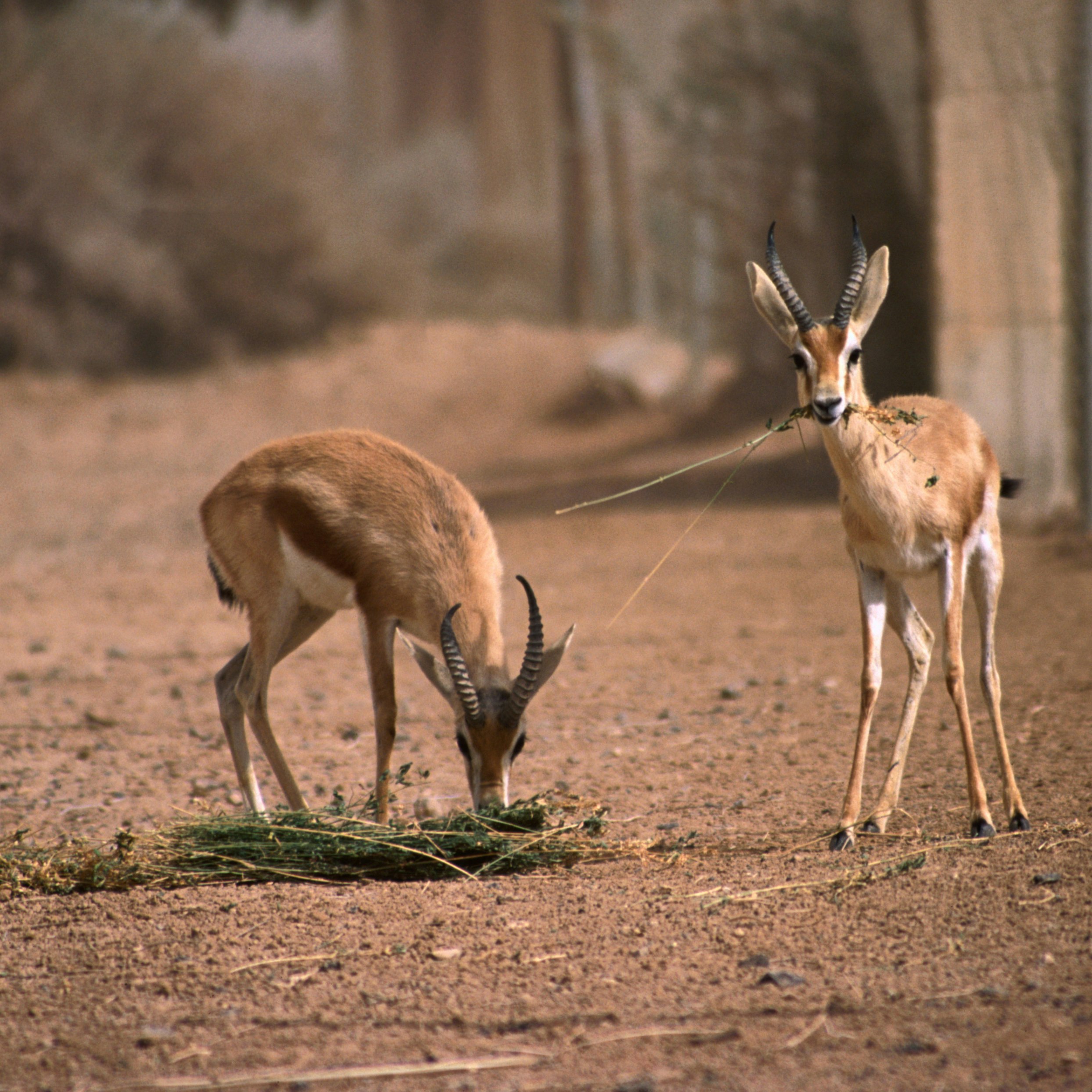 Azraq, 'Amman, Jordan, Middle East