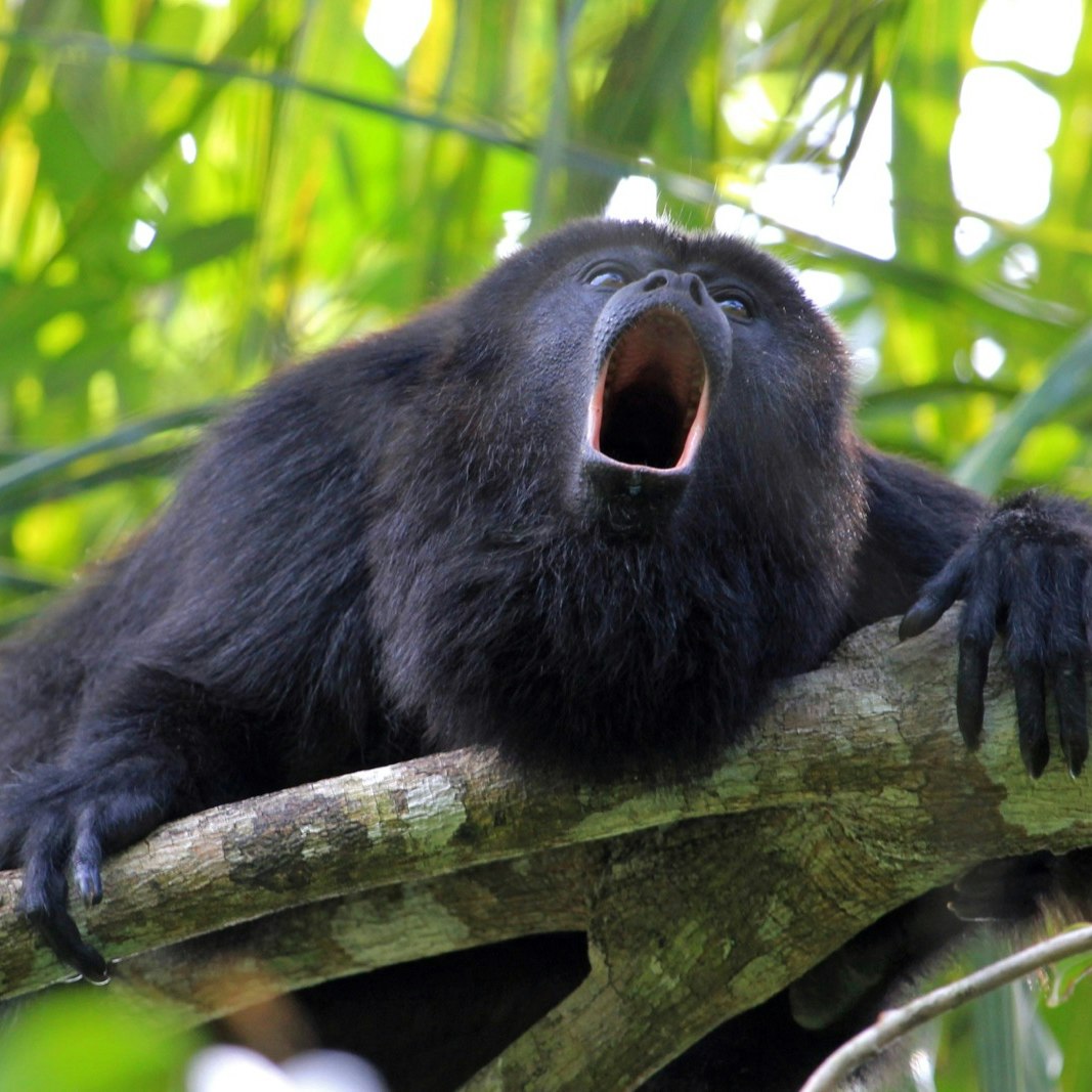 Black or Guatemalan Howler Monkey, alouatta pigra or caraya, sitting on a tree in Belize jungle and howling like crazy. They are also found in Mexico and Guatemala.; Shutterstock ID 650139157; Your name (First / Last): Alicia Johnson; GL account no.: 65050; Netsuite department name: Online Editorial ; Full Product or Project name including edition: Belize