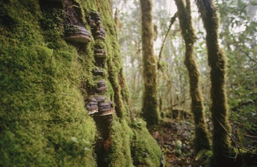 Los Santos Forest Reserve. Costa Rica